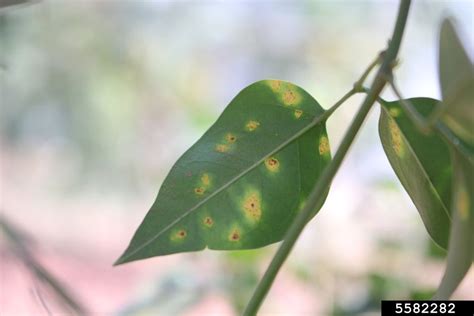 night blooming jasmine plant problems.